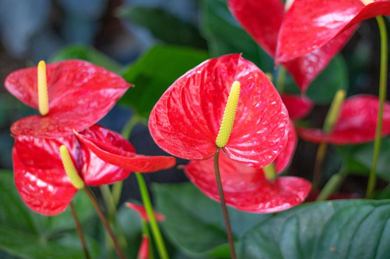 Anthurium (Anthurium Andraeanum)