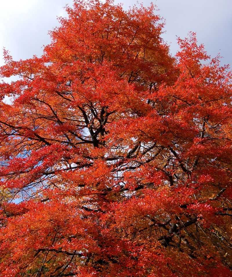 Black Gum Lights Up Yards With Fiery Autumn Leaves