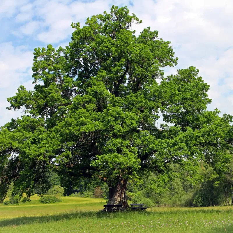 White Oak