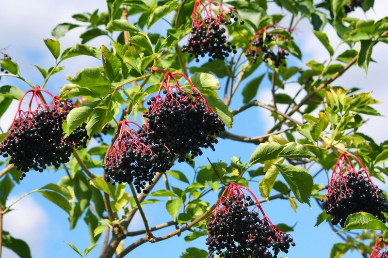American Elderberry Produces Abundant Berry Clusters