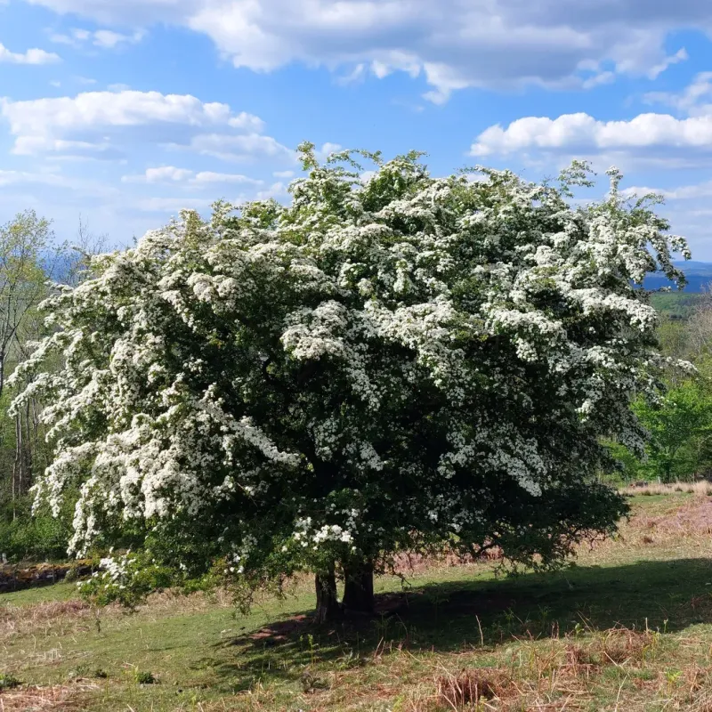 Hawthorn Trees That Offer Safe Nesting And Food