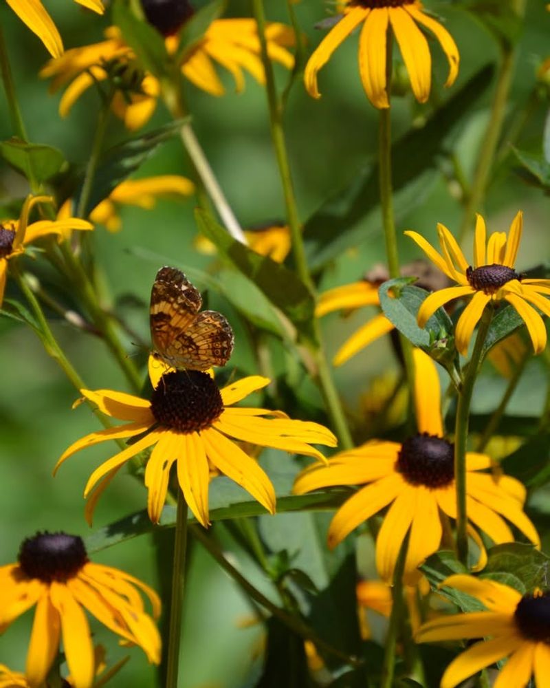 Black-Eyed Susan (Rudbeckia Fulgida)