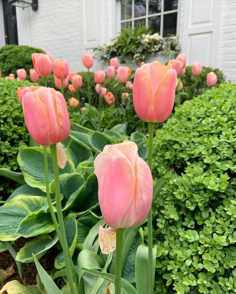 Pink Tulips