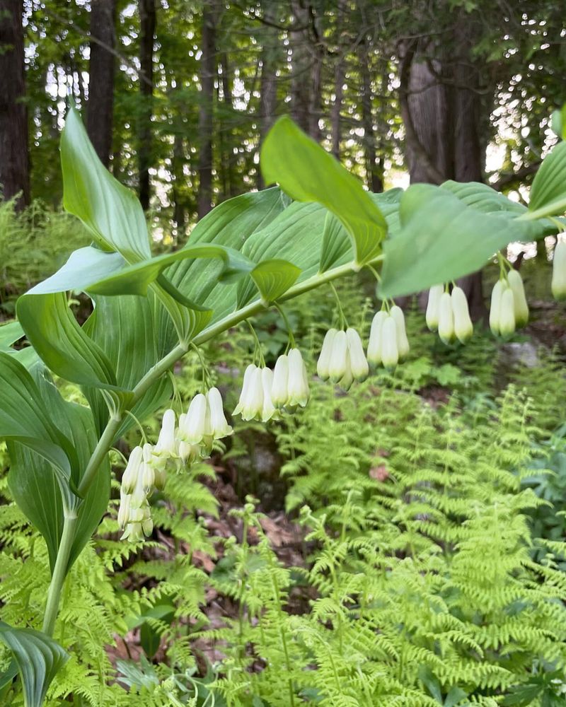 Solomon's Seal (Polygonatum biflorum)