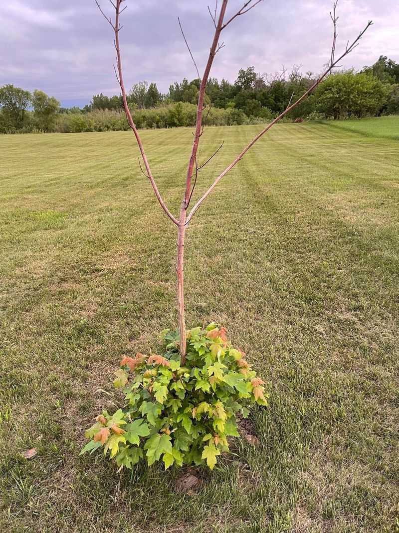Maple Saplings (Acer spp.)