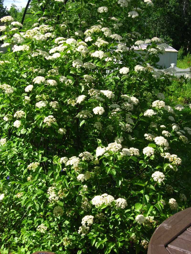 Viburnum 