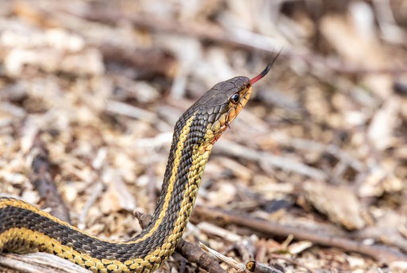 Eastern Garter Snakes Emerge In April As Temperatures Warm