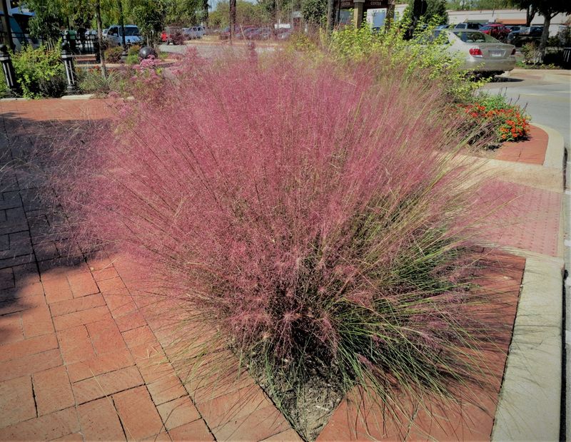Gulf Muhly