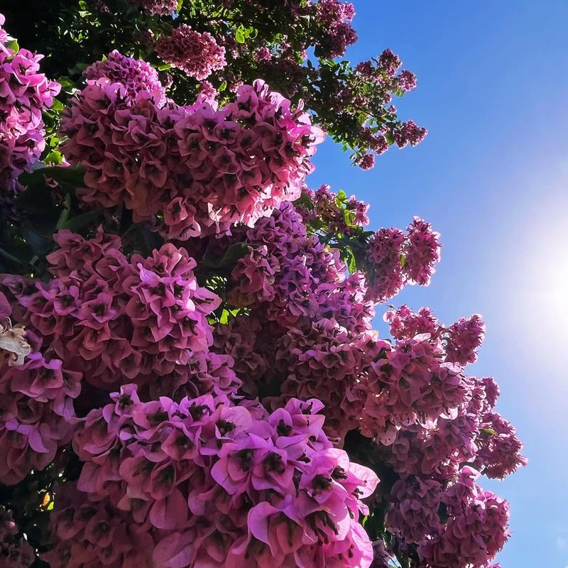 Bougainvillea Brings Long-Lasting Color To Desert Landscapes