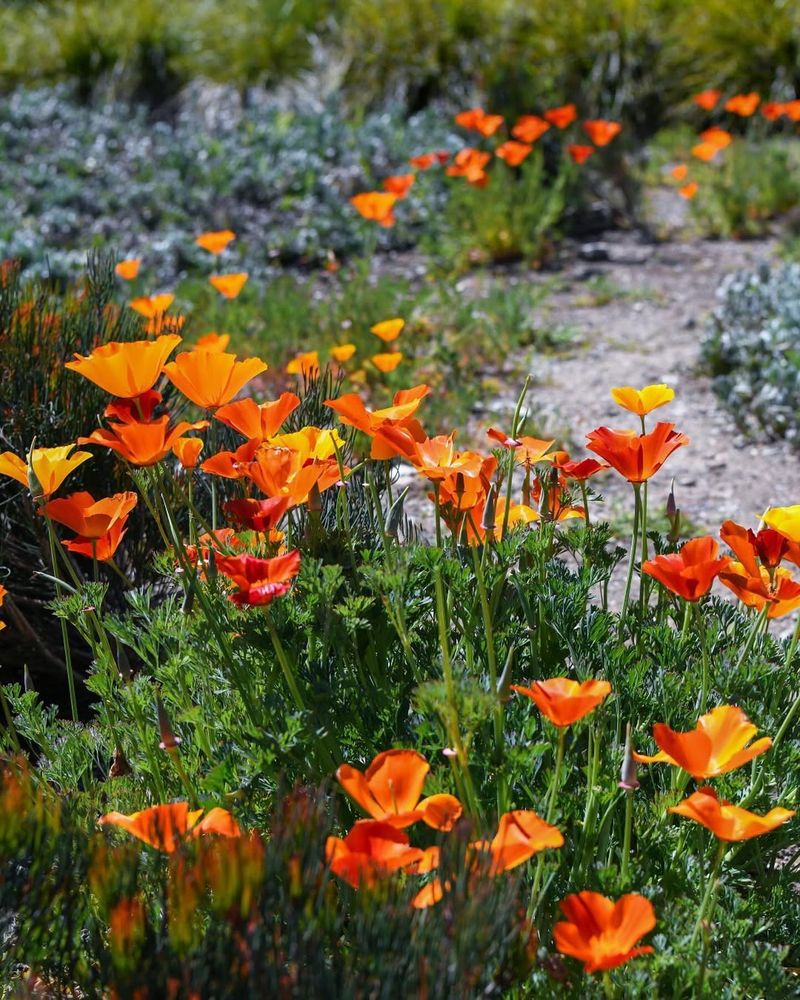 California Poppy (Eschscholzia californica)