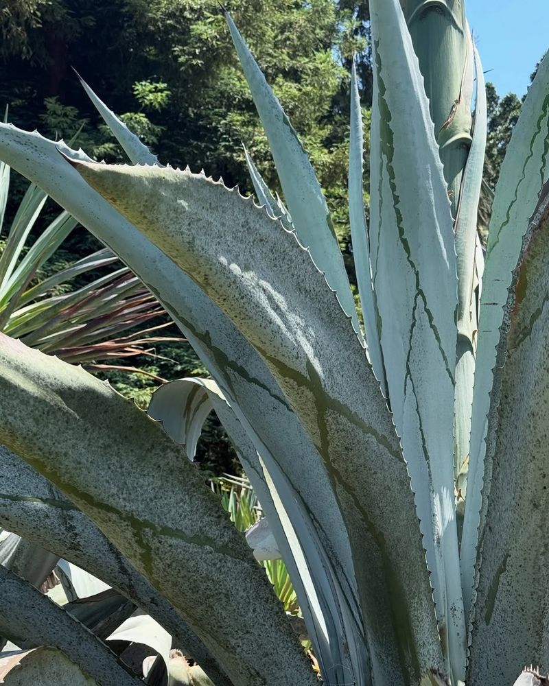 Agave's Spiny Structure Sends A Clear Warning