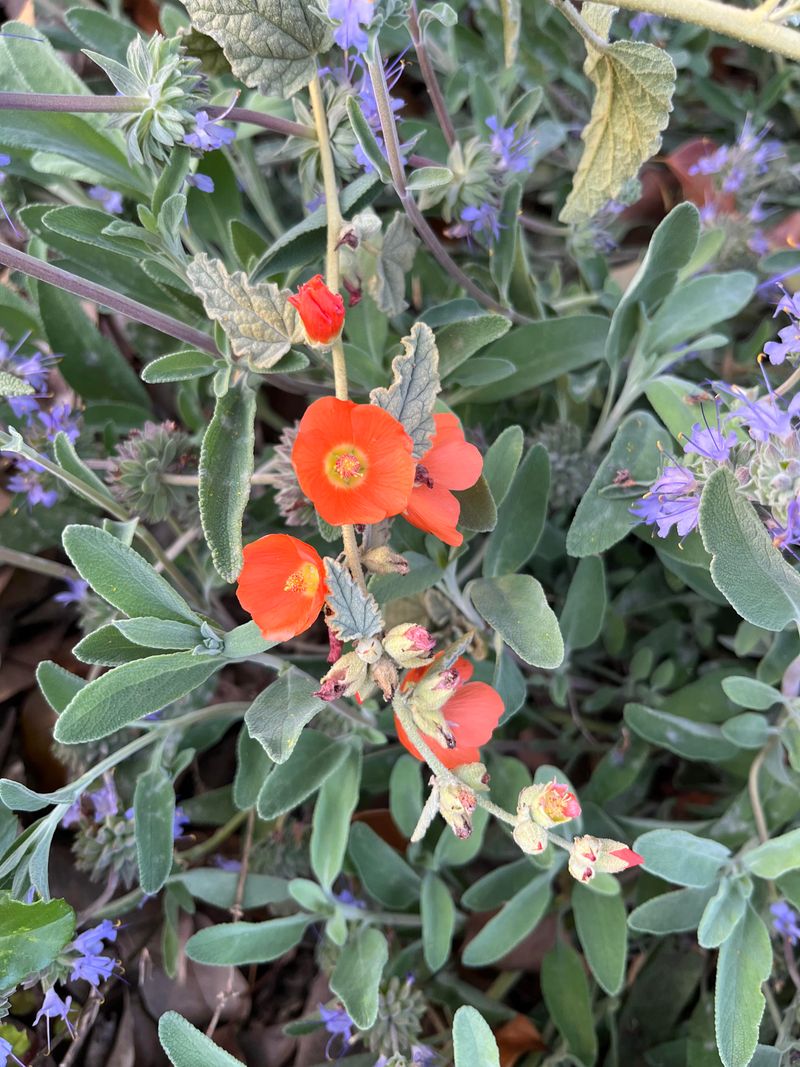 Globe Mallow Begins Budding As Days Grow Longer