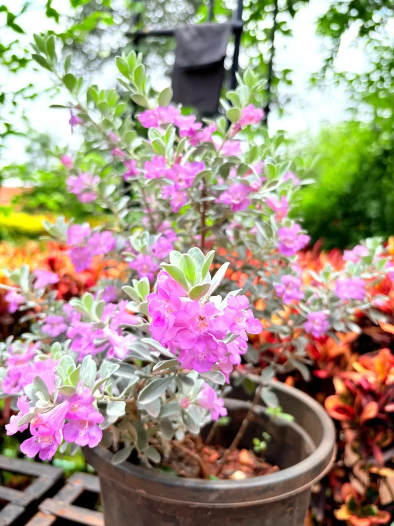 Texas Sage Handles Frost And Desert Temperature Swings