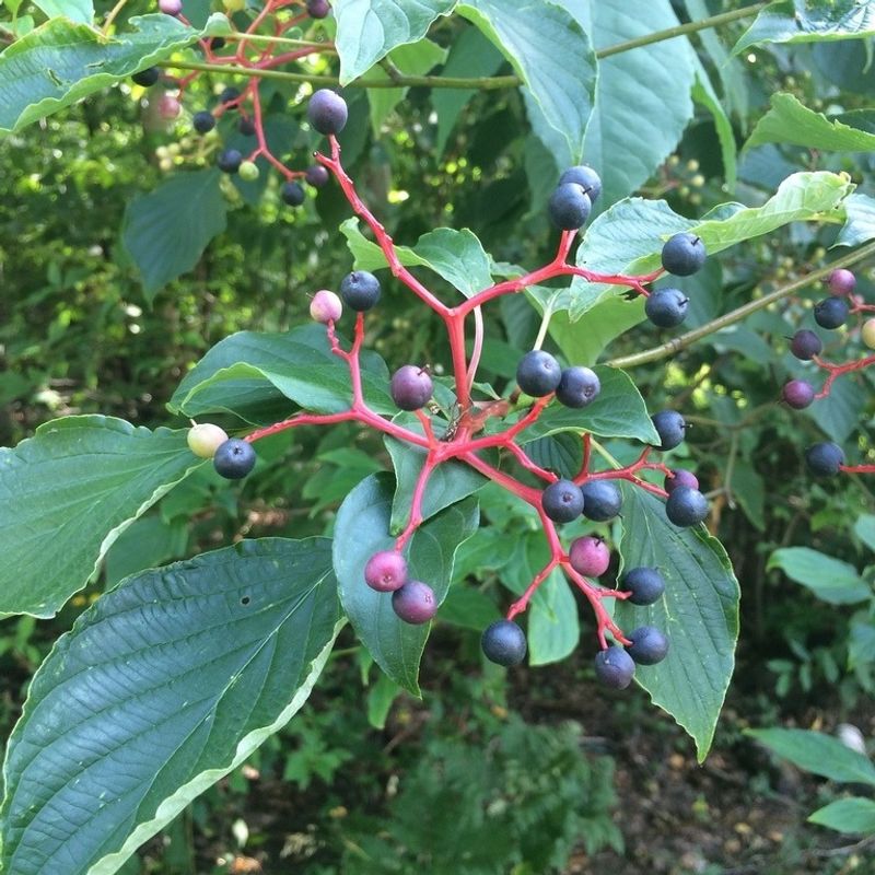 Roughleaf Dogwood: Wildlife Powerhouse Shrub