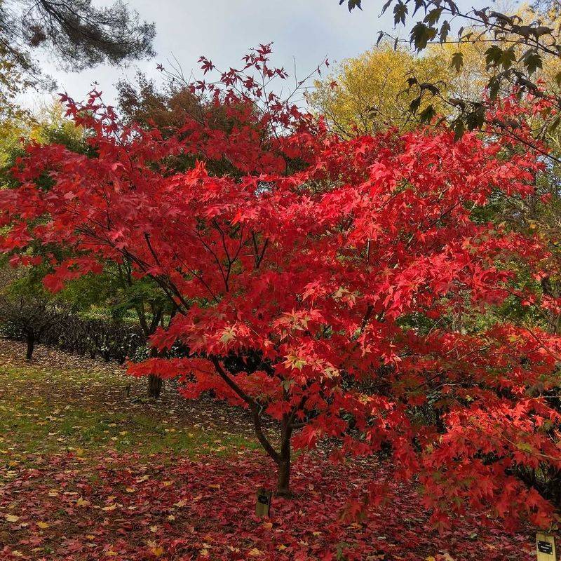 Japanese Maple (Acer Palmatum)
