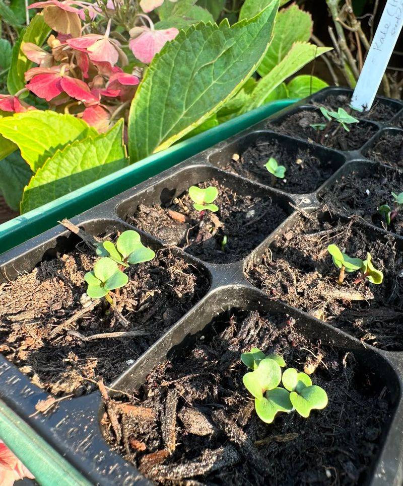 Acclimate To Full Sun Gradually