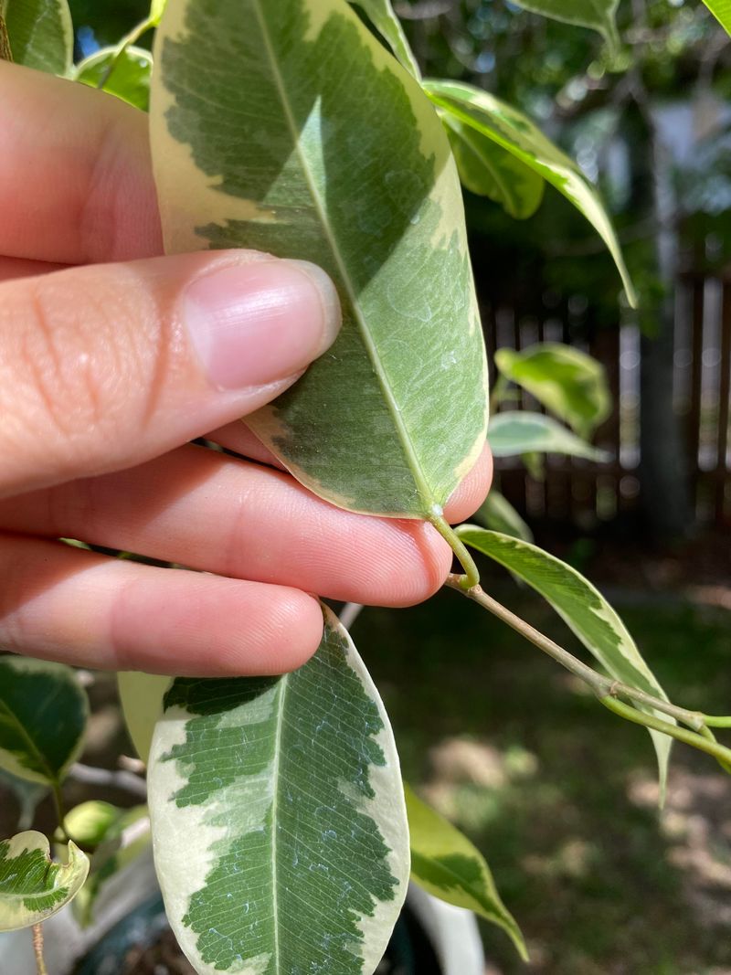 Monitor For Common Winter Pests