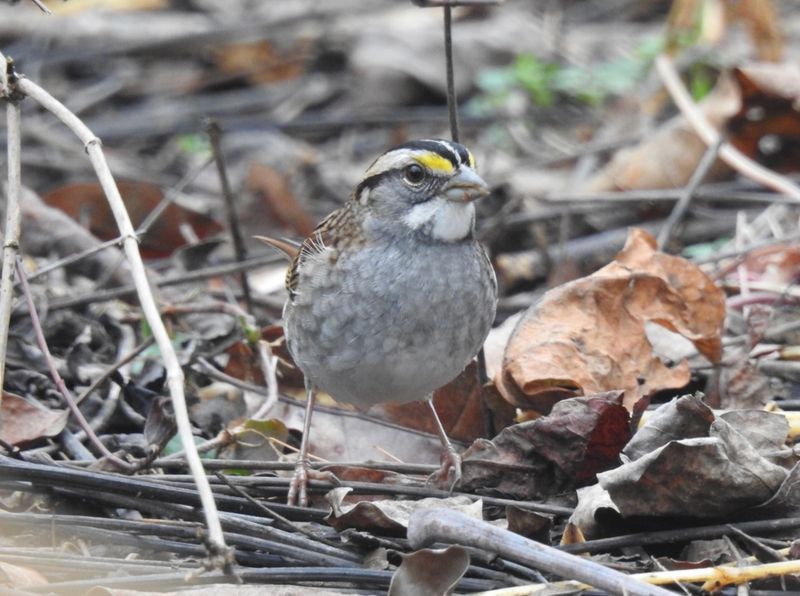 Leave Some Natural Mulch And Leaf Litter