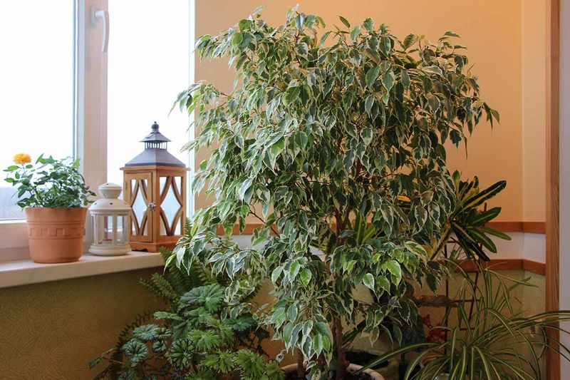 Move Plants Away From Cold Drafts And Heaters