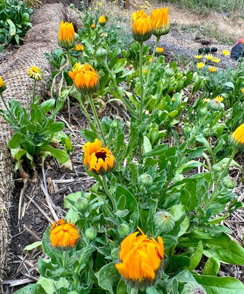 Low Maintenance Growth Habits