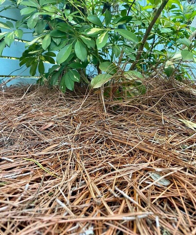 Protect Roots From Late Winter Temperature Swings