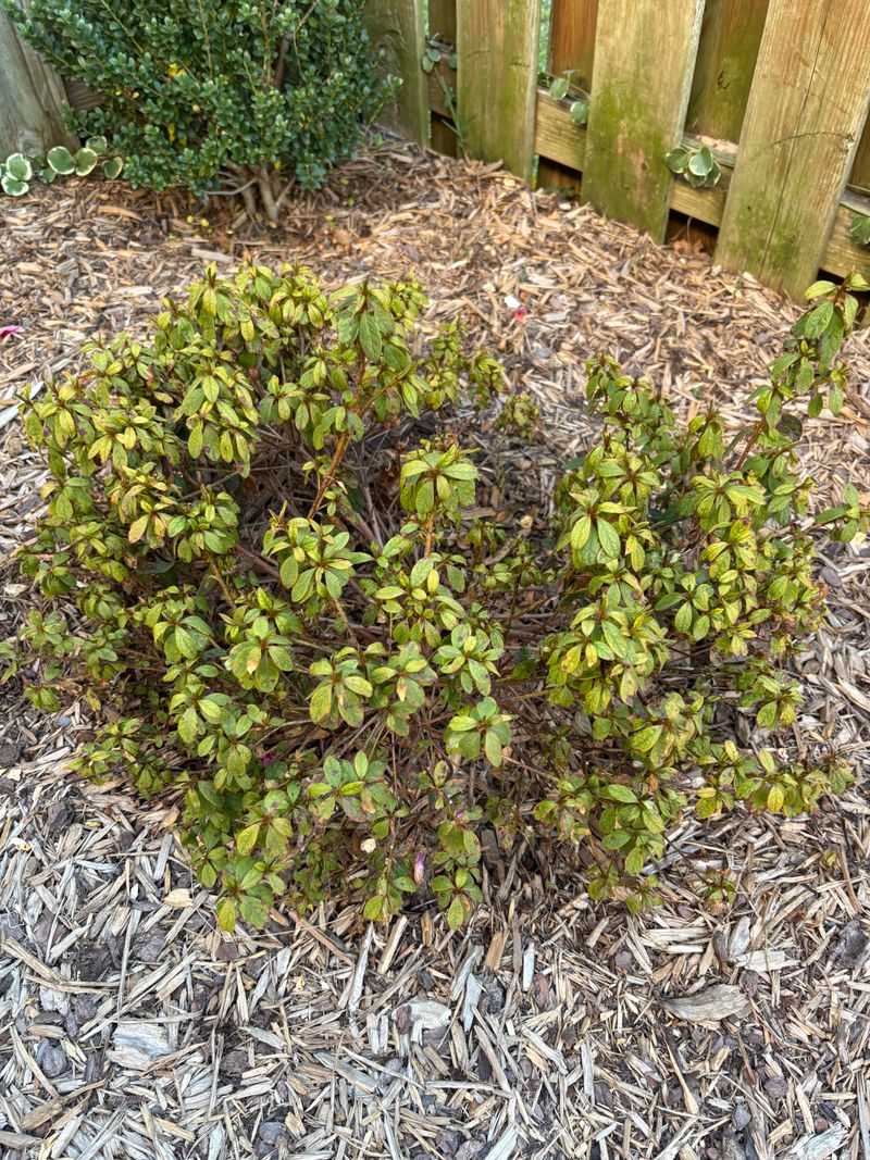 Water During Dry Spring Spells To Reduce Stress