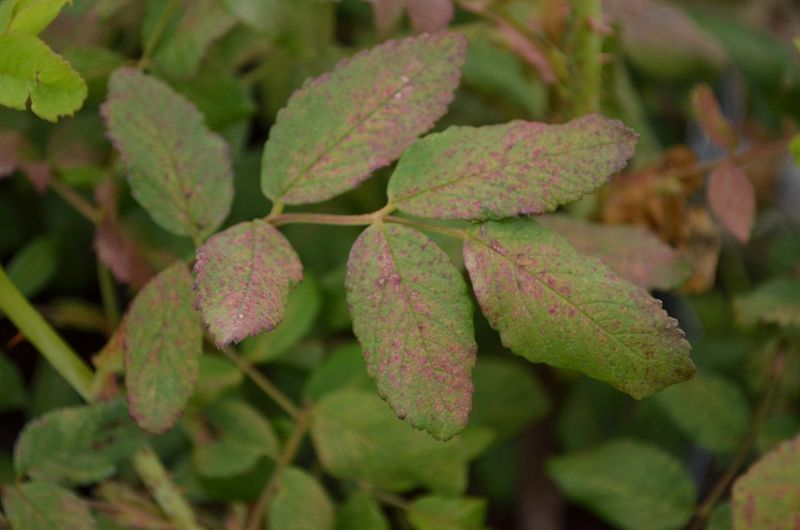 Watch For Early Pests During Warm Spells