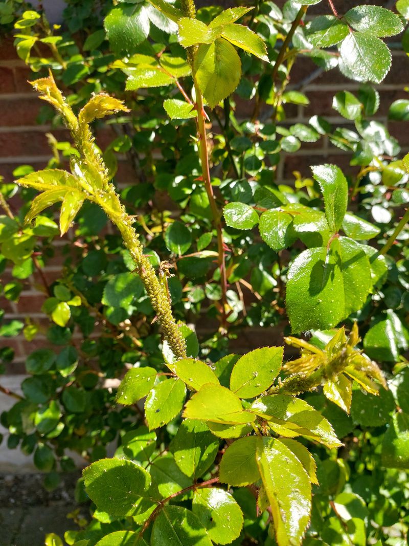 Monitor For Early Insect Activity During Warm Days