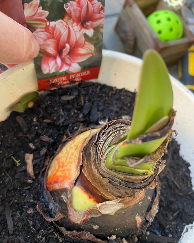 Choose The Right Container And Soil