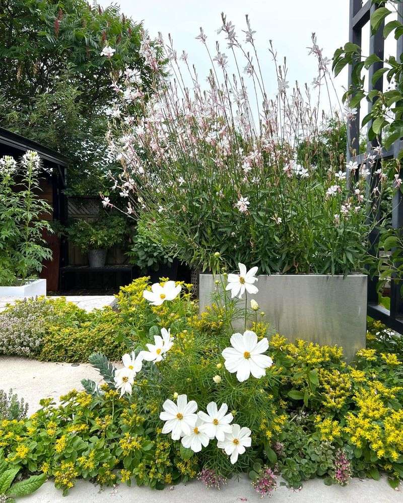 Open Spaces Fill In Naturally Thanks To Cosmos