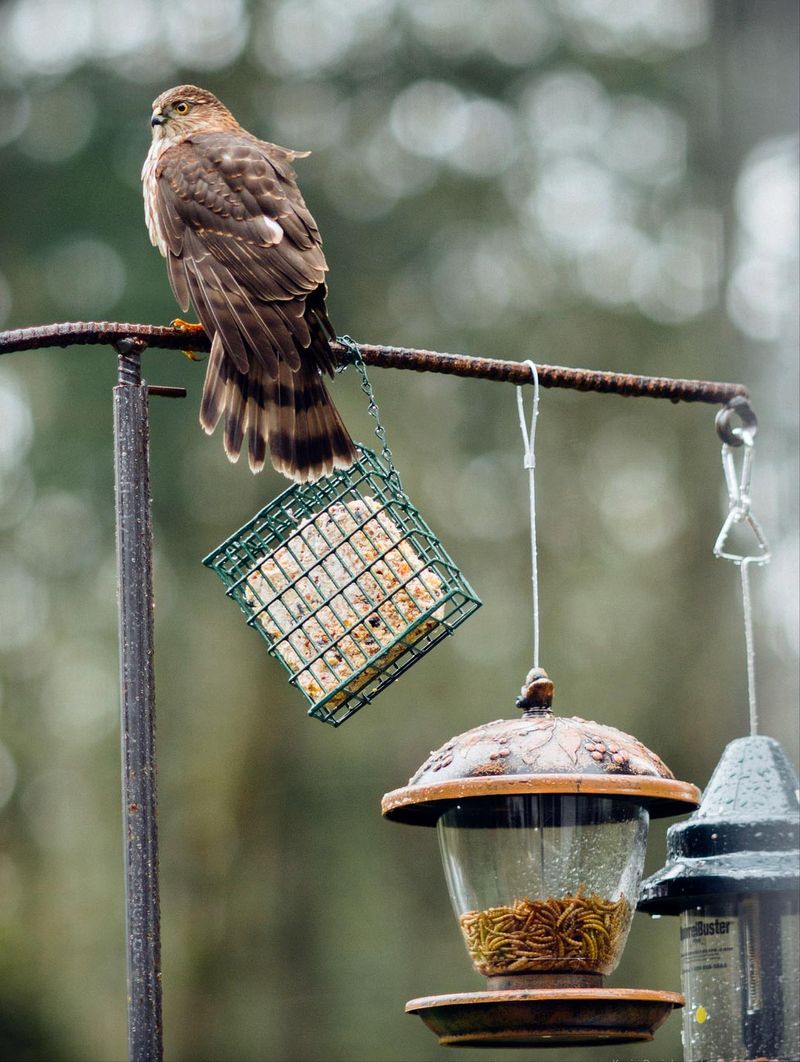 Increased Bird Feeder Use