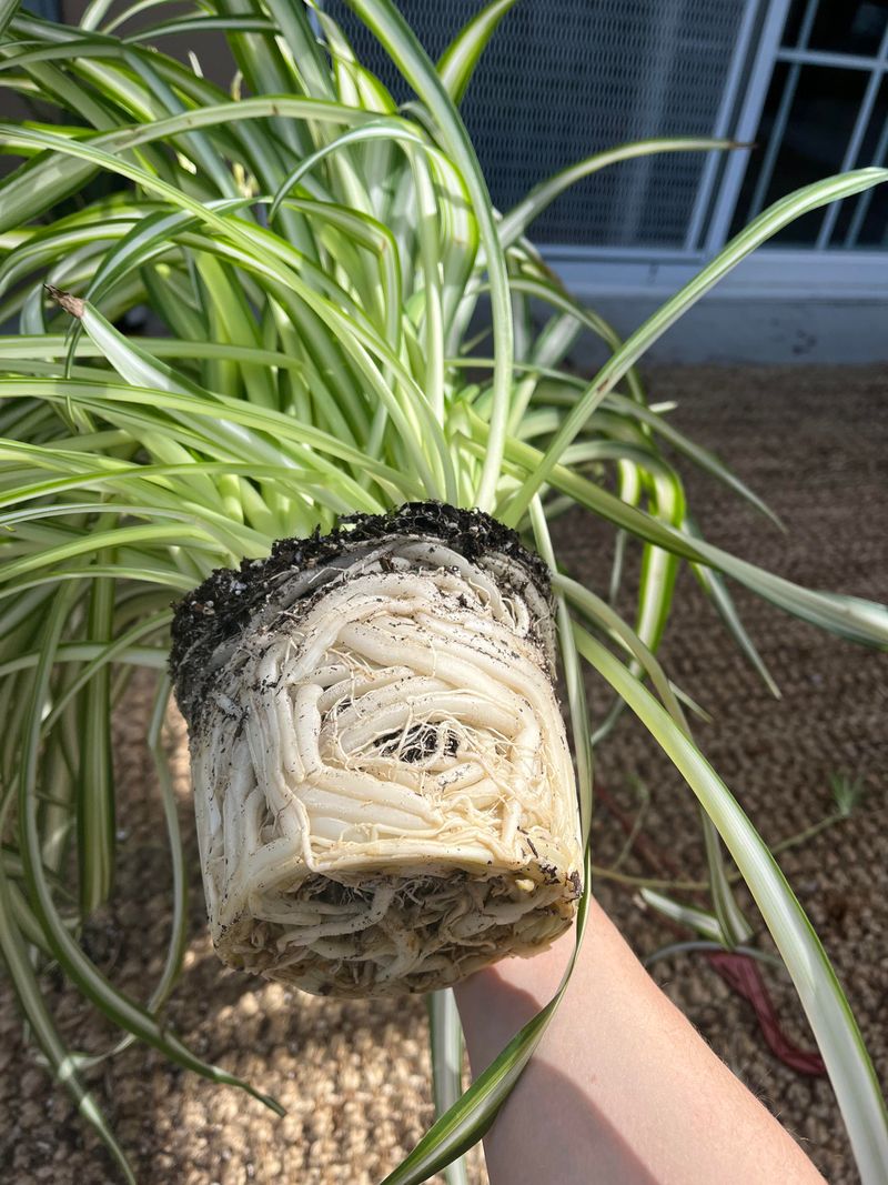 Repot Only When Necessary