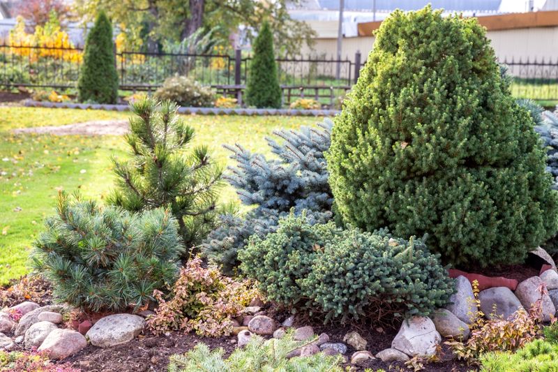 Trim Dense Shrubs And Low Branches