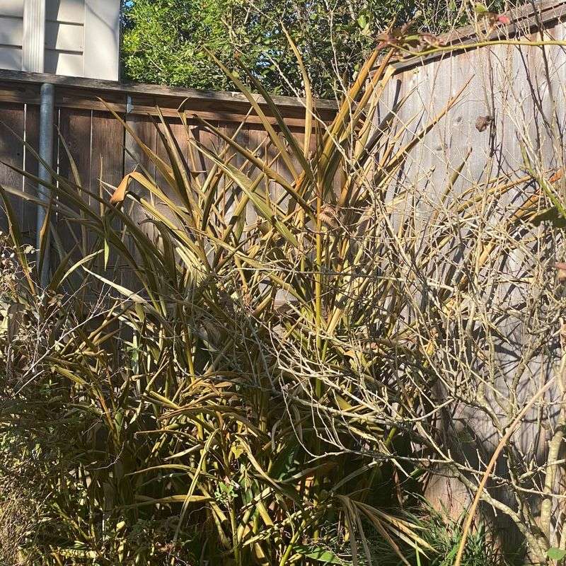 Delay Pruning Until Warm Weather Stabilizes