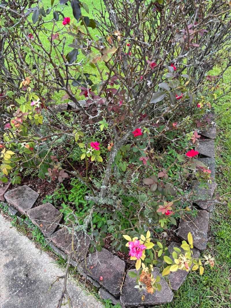 Clean Up Fallen Leaves To Reduce Disease Pressure