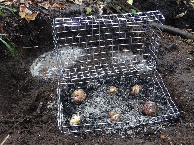 Plant Bulbs In Protective Cages