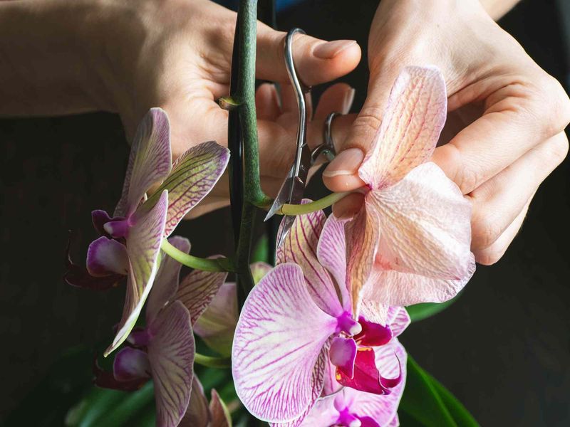 Cut Back Old Flower Spikes On Phalaenopsis