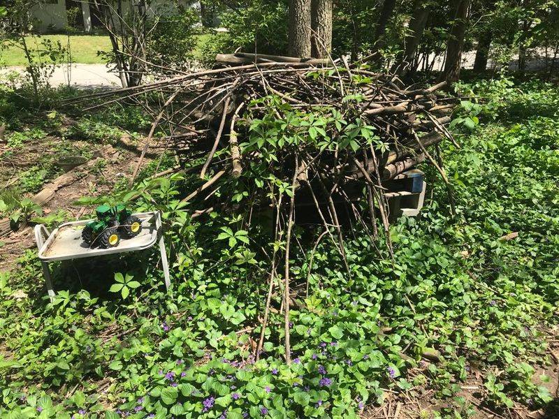 Clear Brush Piles And Dense Ground Cover