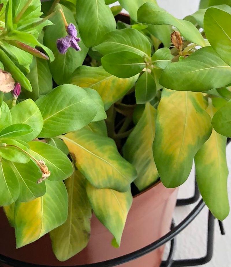 Watch For Fungal Issues During Prolonged Rain