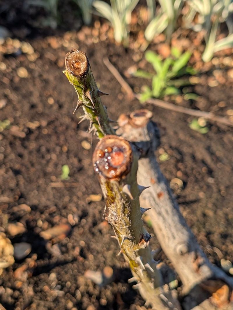 Monitor For Winter Damage