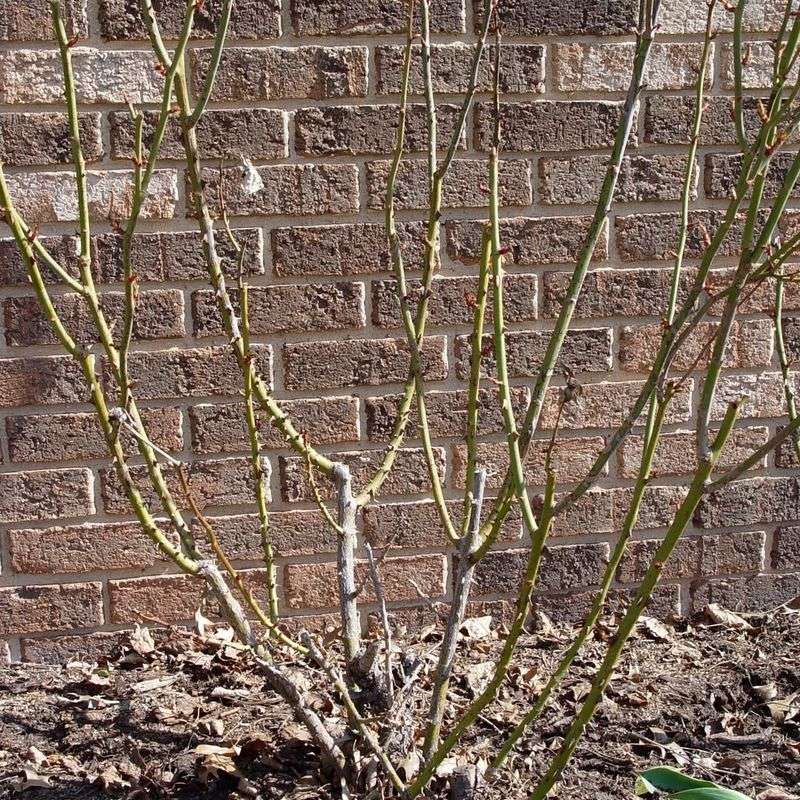 Cut Above An Outward-Facing Bud To Guide New Growth