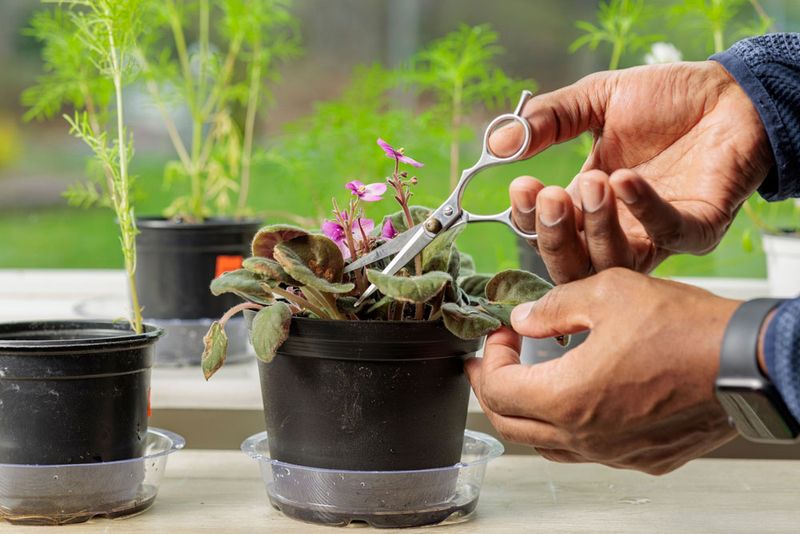 Trim Leggy Growth To Reshape The Plant