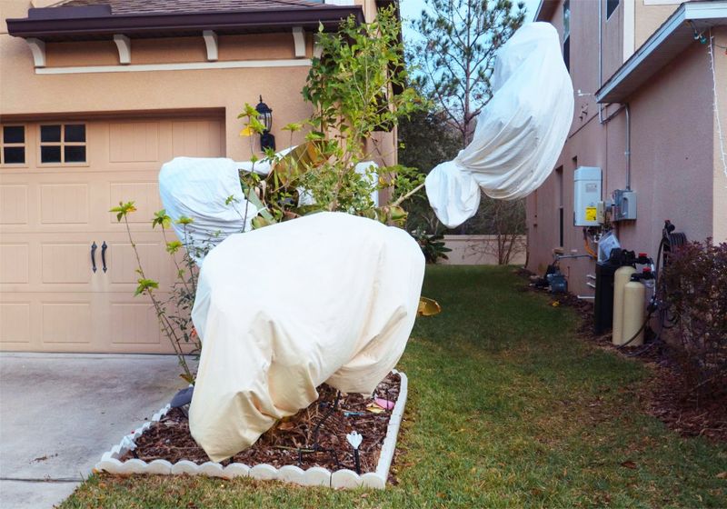 Protect Roots With Fresh Mulch