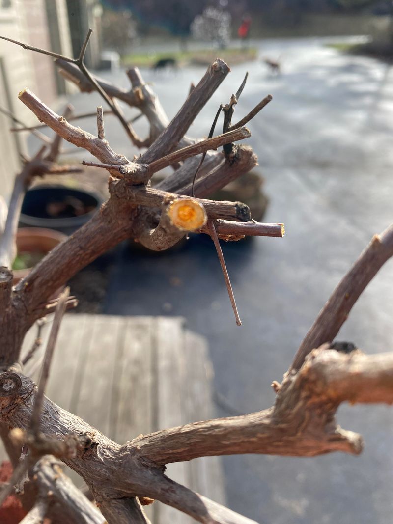 Prune Gently To Avoid Extra Stress