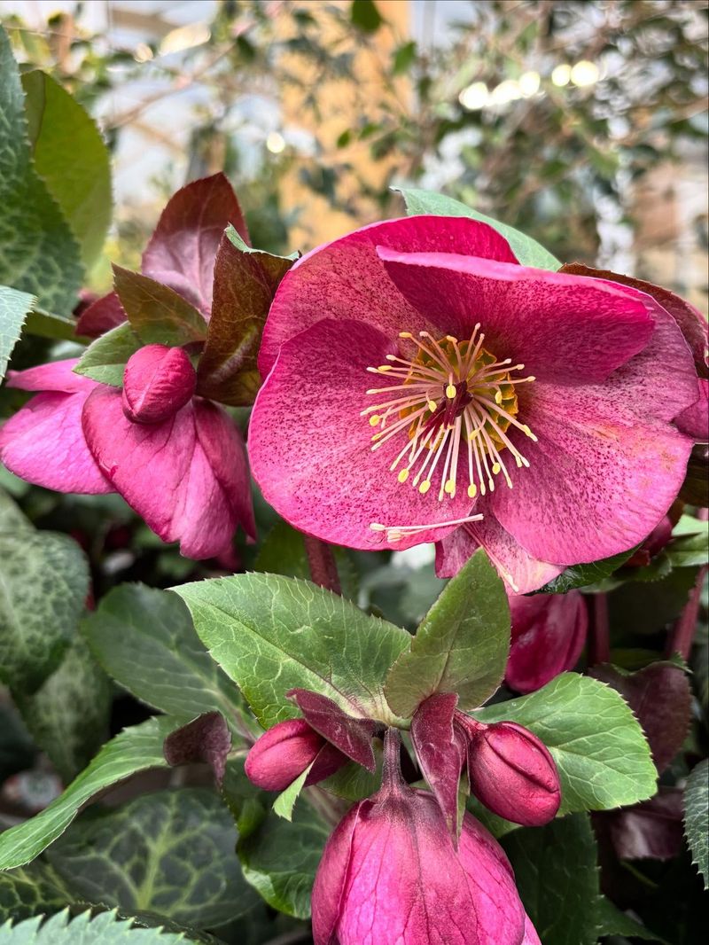 Hellebores Require Minimal Annual Pruning