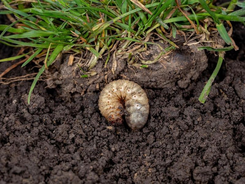 Inspect For Pests And Early Problems