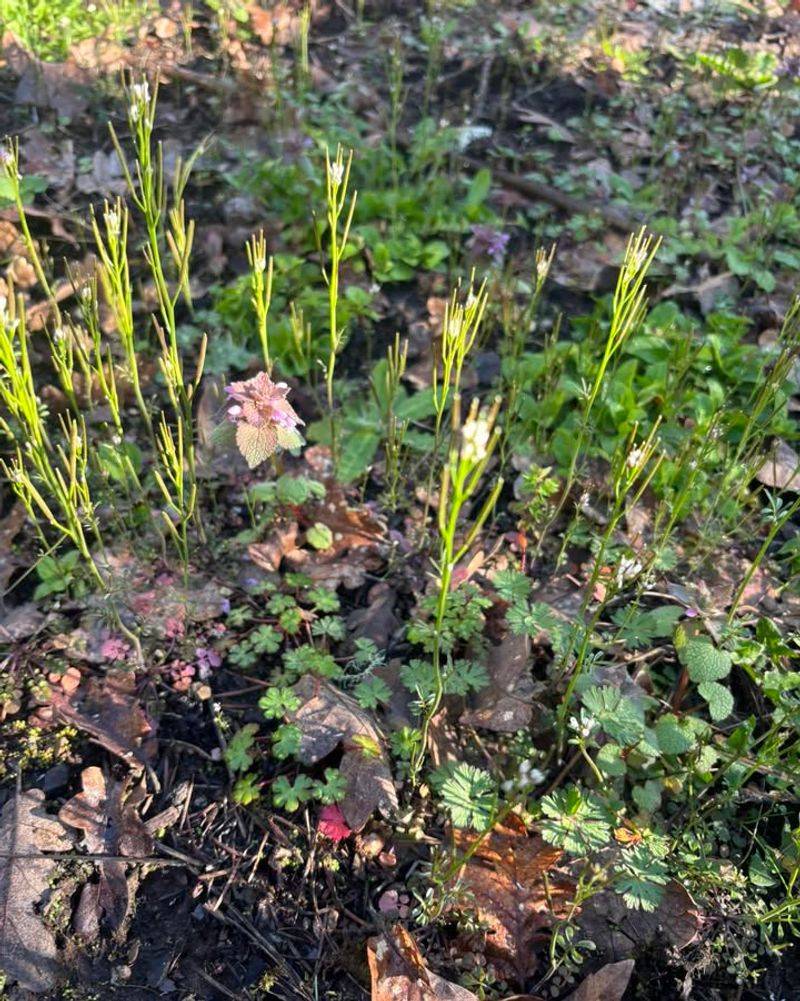 Don't Let Seed Pods Explode