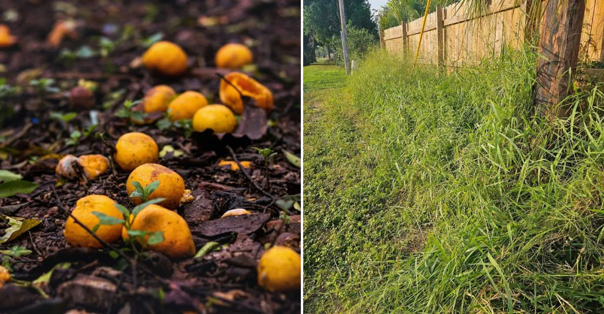 rotten fruit and tall grass