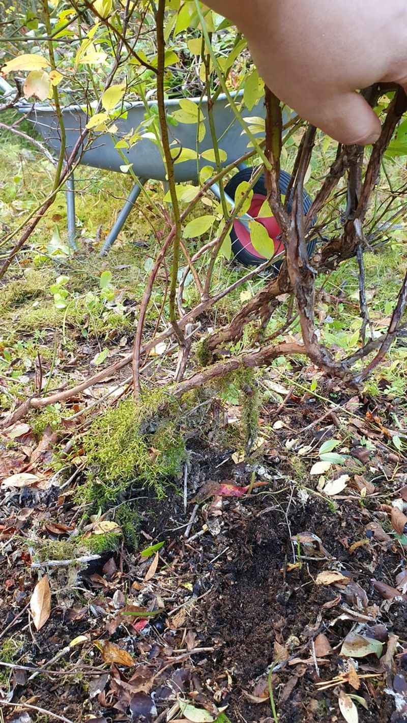 Thin Out The Oldest Wood To Keep Berry Production Strong