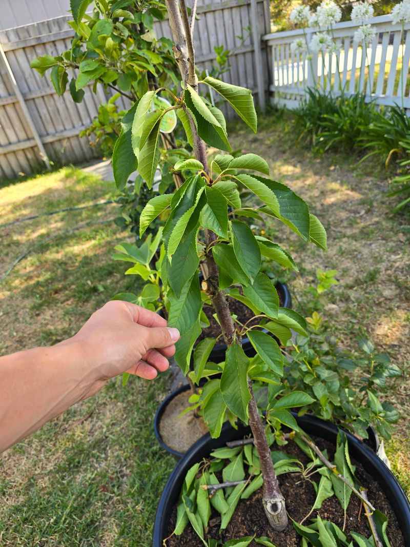 Use Thinning Cuts For Better Fruit Size